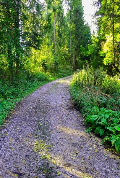 Camino Del Bosque Con Rayos Sol — Foto de Stock