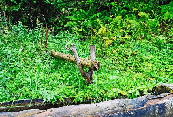 Forêt Avec Eau Source — Photo