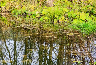 Ormanda bitkilerle dolu küçük bir gölet