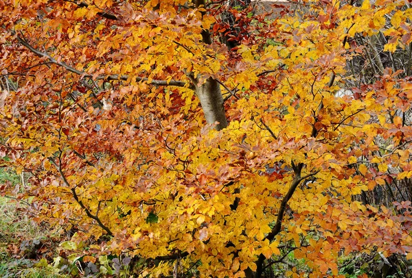 Outono Com Folhas Coloridas City Park — Fotografia de Stock