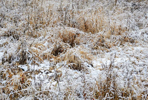 Rasenplatz Winter — Stockfoto