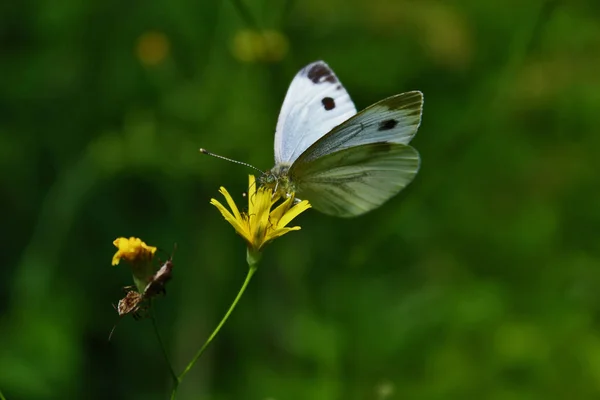 Beyaz kelebek ormanda