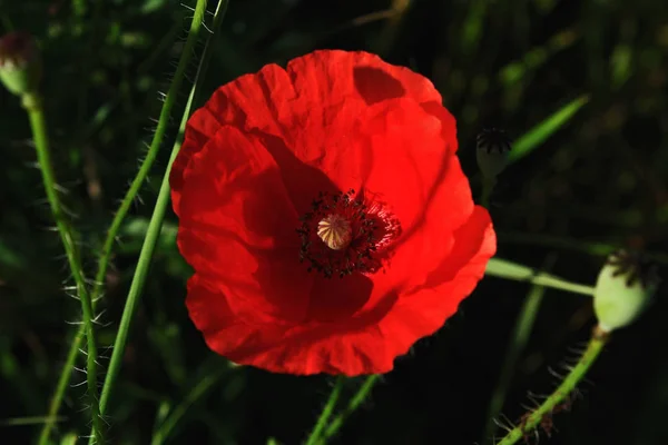Buğday ve ekmek ondan yapılan yeni hasat fotoğraf gösteriyor.