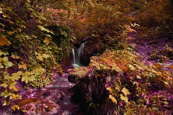 Fotoğraf ormanın içinde yaşamak ve doğal çevrenin büyük bir izlenim yaratmak için fotoğraflandı alınır.