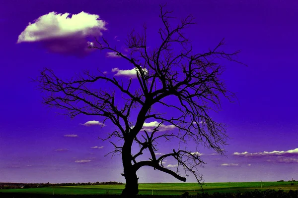 vahşi doğada ağaç