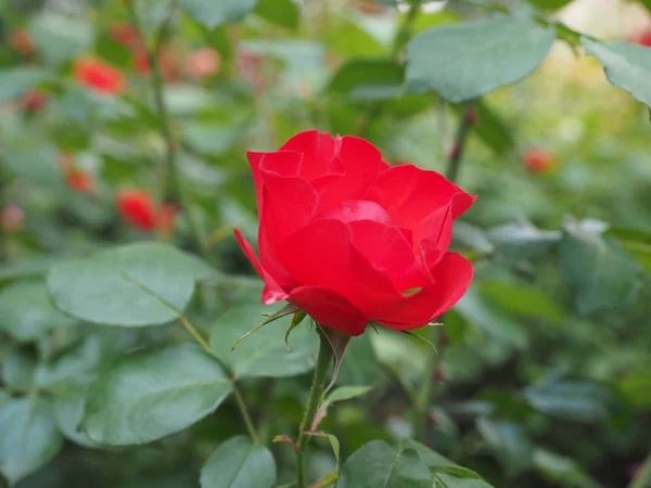 红玫瑰多年生灌木 蔷薇属 花开花 — 图库照片