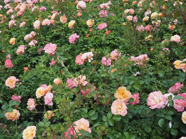 Rosa Amarilla Rosa Arbusto Perenne Género Rosa Flor — Foto de Stock