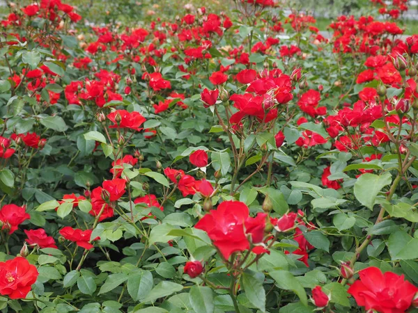 Kırmızı Gül Çok Yıllık Çalı Cins Rosa Çiçek Çiçeklenme — Stok fotoğraf