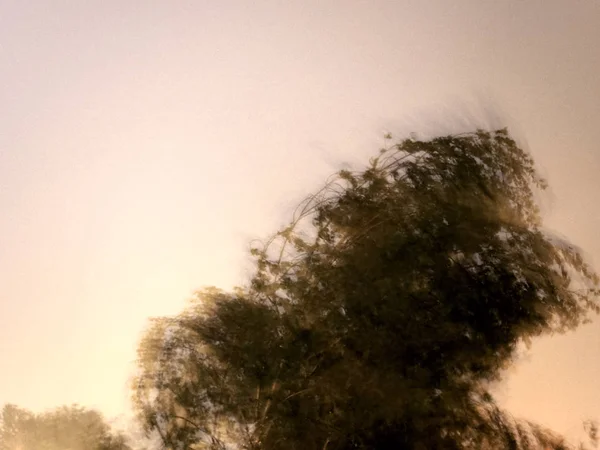 Tree Thunder Storm Night Lit Lightning Long Exposure Causes Motion — Stock Photo, Image