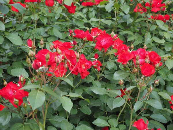 Kırmızı Gül Çok Yıllık Çalı Cins Rosa Çiçek Çiçeklenme — Stok fotoğraf