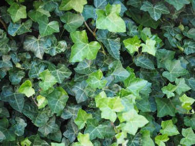 sarmaşık (Hedera) bitkisi arka plan olarak kullanışlıdır