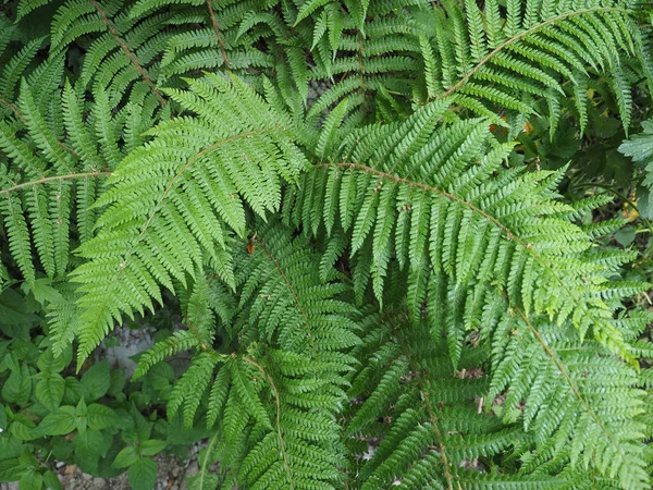 yeşil fern (Leptosporangiate ferns) bitki yaprakları detay