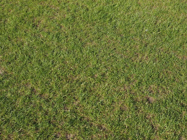 背景として役立つ緑の草の質感 — ストック写真