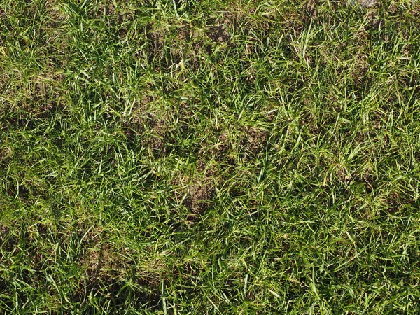 背景として役立つ緑の草の質感 — ストック写真