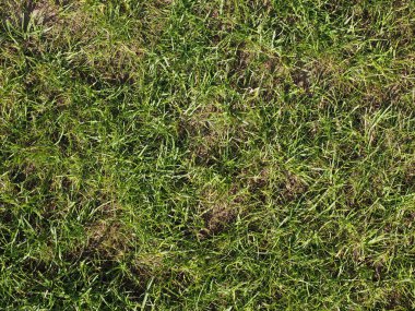 yeşil çimen dokusu arka plan olarak kullanışlı