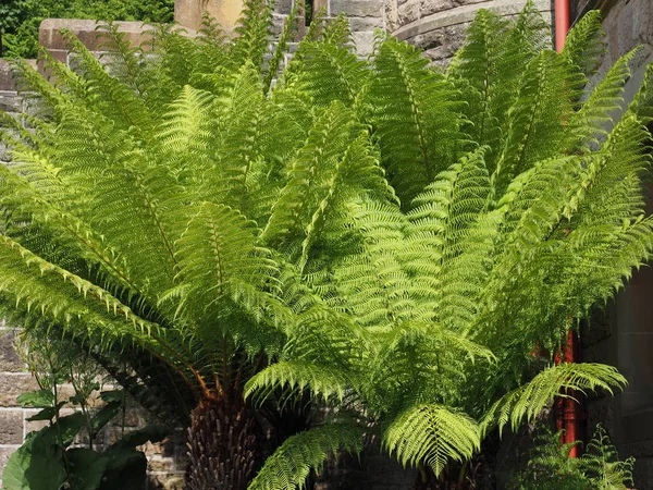 Felce Verde Leptosporangiate Ferns Dettaglio Foglie Della Pianta — Foto Stock