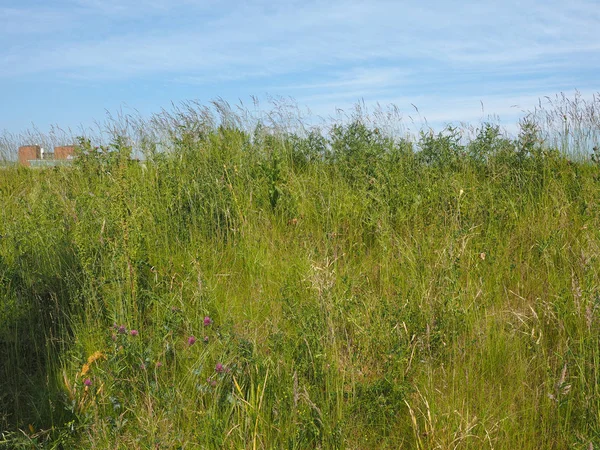 yeşil çimen dokusu arka plan olarak kullanışlı