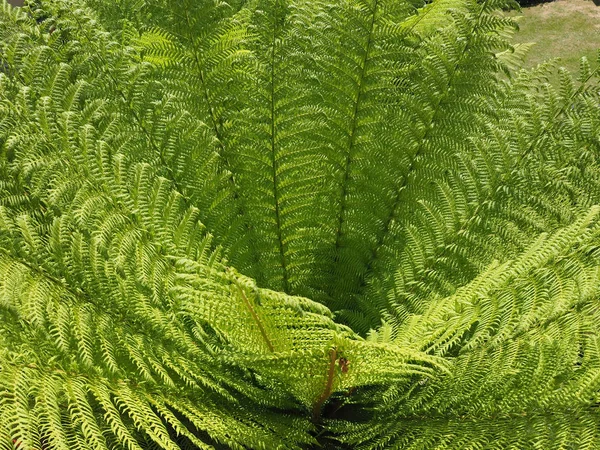 緑のシダ植物 レプトスポアンギン酸シダ の葉の背景 — ストック写真