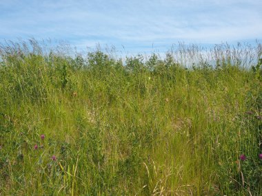 yeşil çimen dokusu arka plan olarak kullanışlı