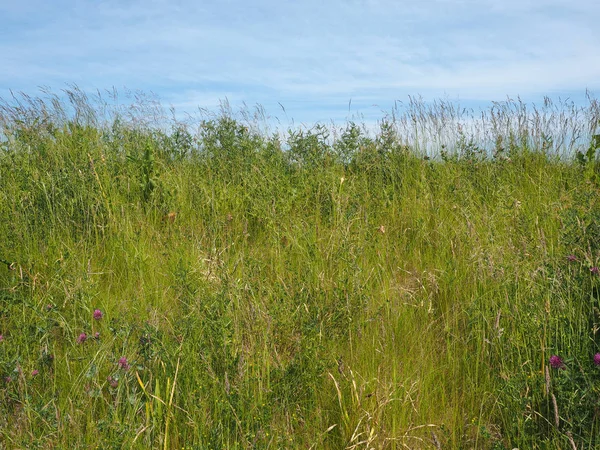 Green Grass Texture Useful Background — Stock Photo, Image