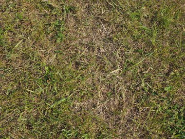 yeşil çimen dokusu arka plan olarak kullanışlı