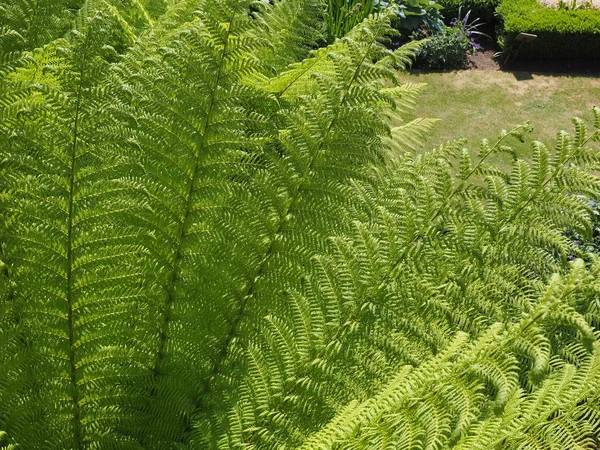 green fern (Leptosporangiate ferns) plant leaves background