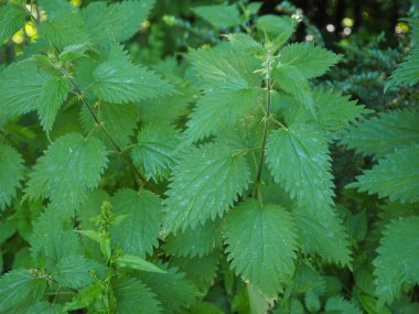 Nettle (Urtica Dioica) diğer adıyla İğneli Nettle bitkisi