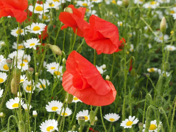 Papaver Rojo Papaveraceae Aka Flor Amapola — Foto de Stock