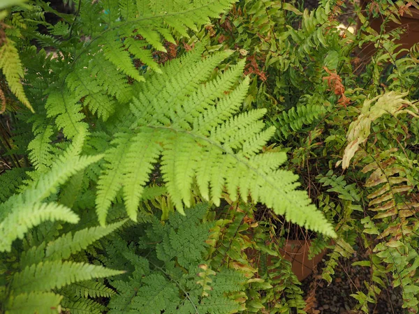 green fern (Leptosporangiate ferns) plant leaves detail