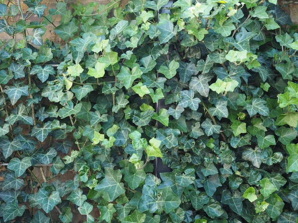 Ivy Hedera Plante Utile Comme Fond — Photo