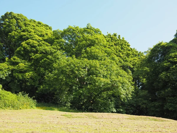 Arbres Prairie Verte Utile Comme Arrière Plan — Photo