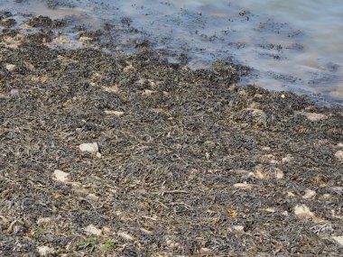 Bir havuzda su yüzeyinde yüzen yosunları