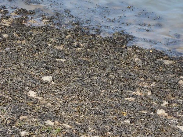 Bir havuzda su yüzeyinde yüzen yosunları