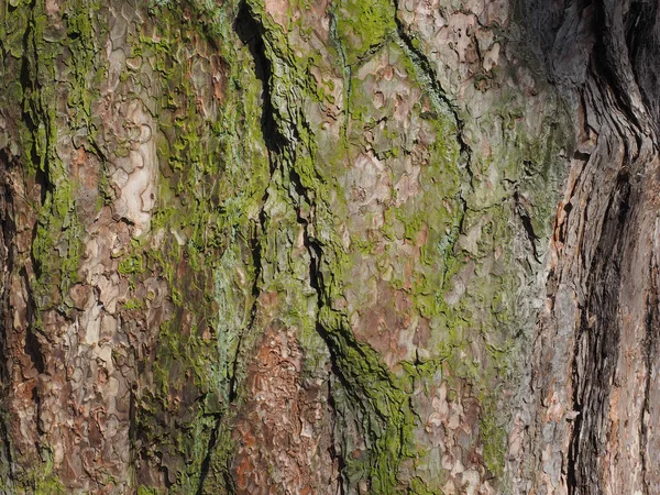 Tree Trunk Schors Met Groene Mos Nuttig Als Achtergrond — Stockfoto