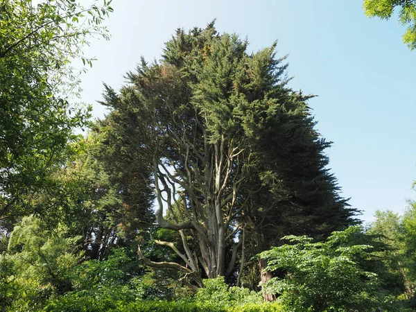 Stromy Zelené Louce Užitečné Jako Pozadí — Stock fotografie