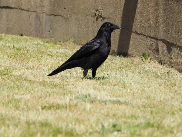Черная Ворона Corvus Family Corvidae — стоковое фото