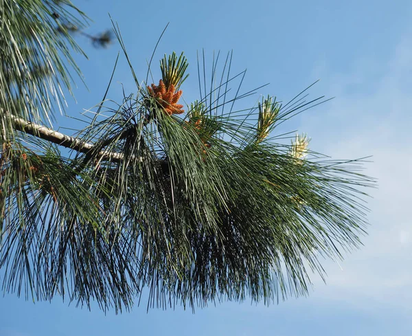 Naaldboom Conifer Van Geslacht Pinus Familie Dennenfamilie — Stockfoto
