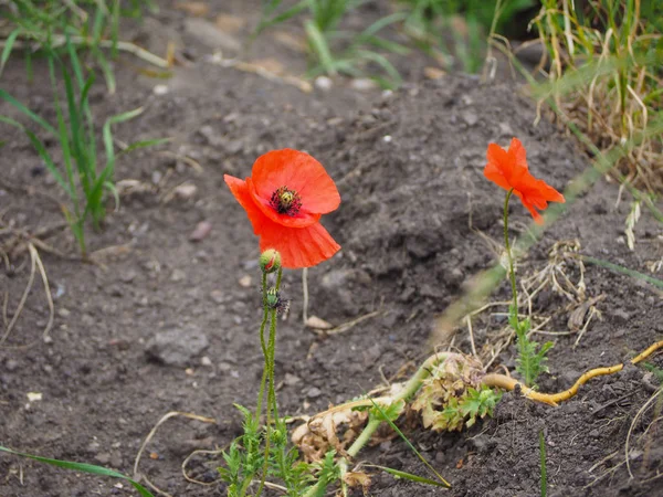 Papaver Rojo Papaveraceae Aka Flor Amapola — Foto de Stock