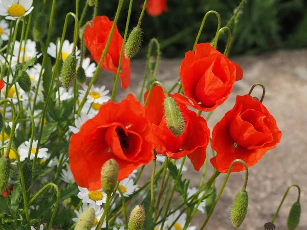 Papaver Rojo Papaveraceae Aka Flor Amapola — Foto de Stock