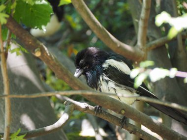 Göğüsleri askerlerim ve titmice baştankaragiller, küçük ötücü kuşların büyük bir aile oluşturur