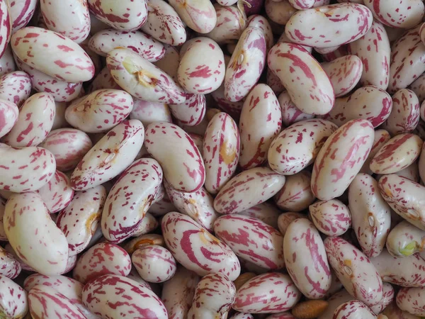 Feijões Carmesim Variedade Feijão Comum Phaseolus Vulgaris Aka Feijão Borlotti — Fotografia de Stock