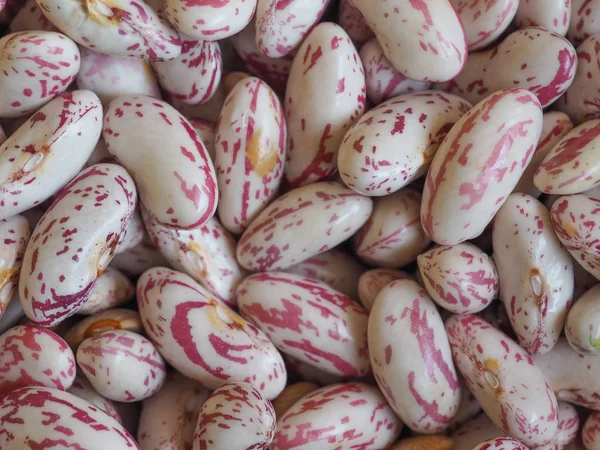 紅豆の様々 な一般的な豆 インゲン の別名ボルロッテイ豆またはクランベリー豆豆類野菜ベジタリアン料理 — ストック写真