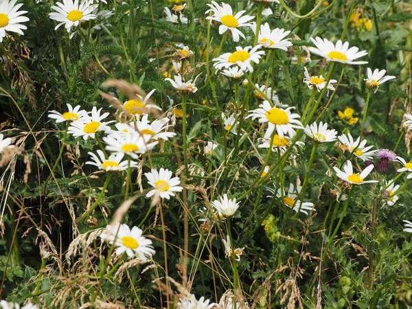 白色的雏菊 Bellis Perennis 又名普通雏菊或草坪雏菊或英语雏菊花绽放 — 图库照片