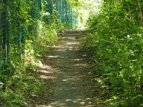 Sendero Peatonal Bosque Entre Los Árboles —  Fotos de Stock