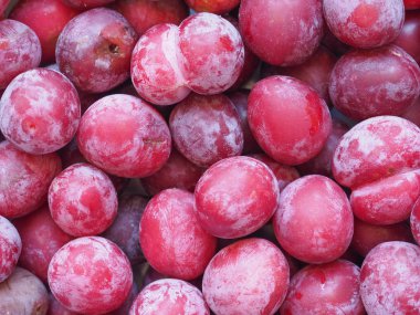 Erik eriği (Prunus domestica) aka Avrupa erik meyve vejetaryen yemek