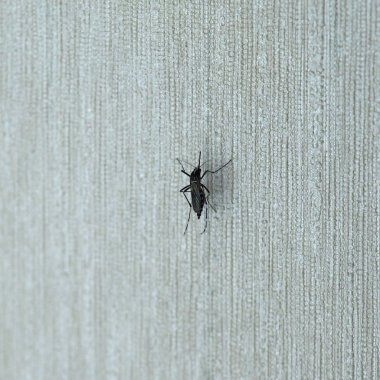 Tiger mosquito (midge fly of family Culicidae) insect animal on a wall indoor clipart