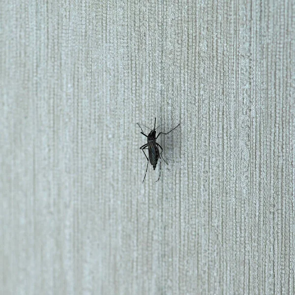 屋内の壁にタイガー モスキート 蚊の家族のミッジ フライ 昆虫動物 — ストック写真