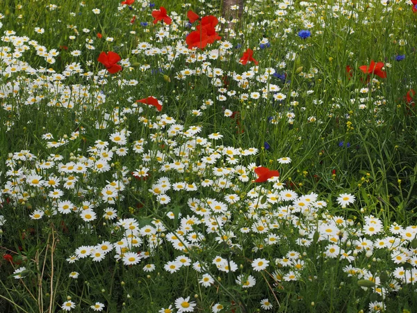 Vit Tusensköna Bellis Perennis Aka Gemensamma Daisy Eller Gräsmatta Daisy — Stockfoto