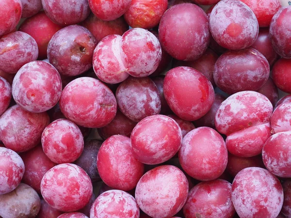 Ciruela Pasa Prunus Domestica Aka Fruta Ciruela Europea Comida Vegetariana — Foto de Stock