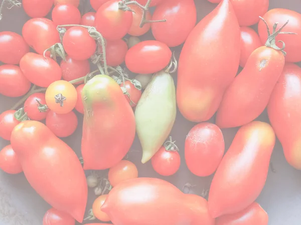 Red Italian Tomato Vegetables Healthy Vegetarian Food Delicate Soft Faded — Stock Photo, Image